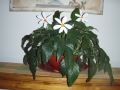 marguerittes - ambiance décorative