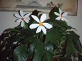 marguerites - ambiance décorative